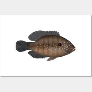 Banded Sunfish Posters and Art